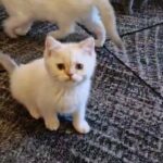 For sale beautiful kittens ready to go