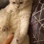 Super boy Bsh chinchilla