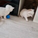 Lovely kittens BSH chinchilla  silver and gold