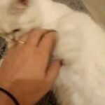 Amazing chinchilla girl for sale,BSH