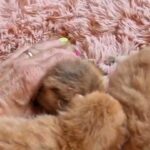 Beautiful gold babies ready for reservation