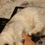 Lovely BSH Chinchilla Silver boy
