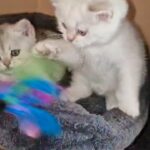 Lovely bsh chinchilla kittens for sale