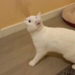 Lovely white BSH for sale
