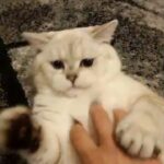 Lovely BSH ns 12 33(chincilla) active for sale