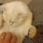 Beautiful chinchilla girl active