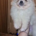 Pomeranian puppies ❤?❤