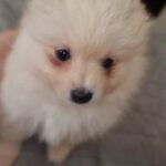 Pomeranian girl?