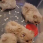 Pomeranian Fluffy Puppies❤SALE SALE SALE