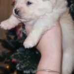 CUTE PUPPIES ARE LOOKING FOR THE BEST OWNER!!!