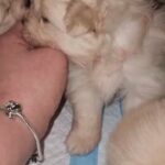 CUTE PUPPIES ARE LOOKING FOR THE BEST OWNER!!!