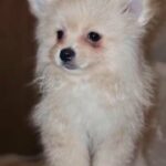 Pomeranian girl AVAILABLE NOW?