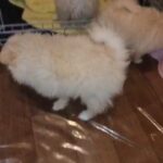 Pomeranian puppies one girl one boy AVAILABLE❤