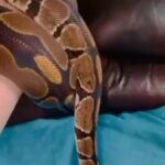 Male DH pied, albino powerhouse 2500g+ ROYAL PYTHON
