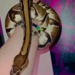 Male Aberrant pos dinker Royal Python
