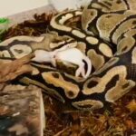 Male Vanilla Royal Python