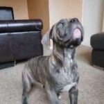Purebred Cane Corso puppies