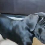 Purebred Cane Corso Puppy