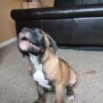Purebred Cane Corso puppies