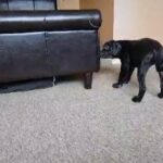 Purebred Cane Corso puppies
