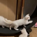 1 x Ragdoll Flamepoint boy 14w available