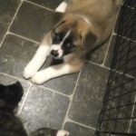 Akita Pups 9 weeks old