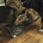 American X Japanese Akita Pups