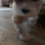 shorkie puppies
