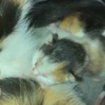 British shorthair cross kittens