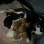 British shorthair cross kittens