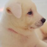 Full white American Akita puppy's, Manchester, UK