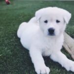 Full white American Akita's, Manchester, UK