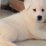 Full white American Akita puppy's, Manchester, UK