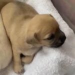 Teacup Chihuahua dad 3/4 cross puppies