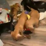Miniature dachshund puppies for sale