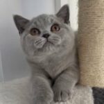 Registered British Shorthair Kittens