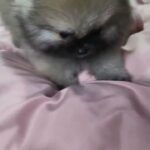 *Beautiful pomeranian kc well bred pups*