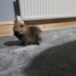 *Very well bred bred standard pomararains*