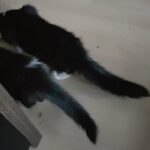pure mainecoon kittens