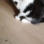 Maine Coon Kittens