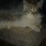 mainecoon pure kittens