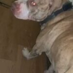 Alpha Bloodline Cane Corso STUD