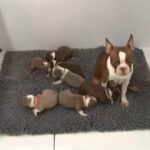 KC reg Boston terriers
