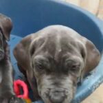 cane corso male