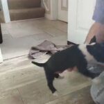 1 SUPER QUALITY MINIATURE BULL TERRIER