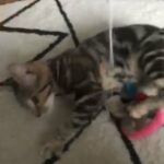 Adorable Tabby Kitten