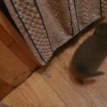pedigree british short hair kittens