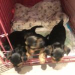 lovely Yorki puppy