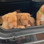 READY TO GO - Dogue de Bordeaux