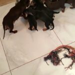Female Dachshund Puppy